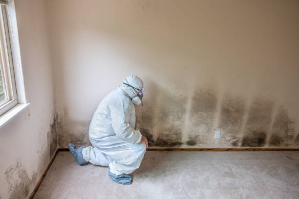 Biohazard Mold Removal in Rochester, WI